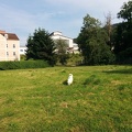 k-IMG 20150601 083855
